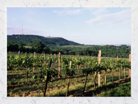 vienna-e-for-elegance-vineyards1